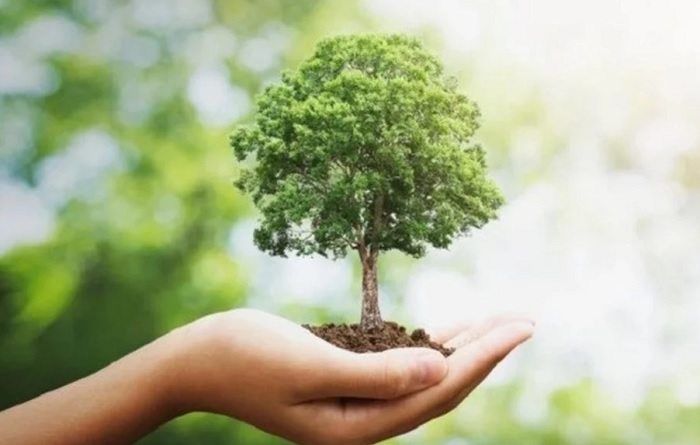Vecinos por la Ecología festejará el Día del Árbol en el arboretum del Parque Sarmiento con una recorrida guiada