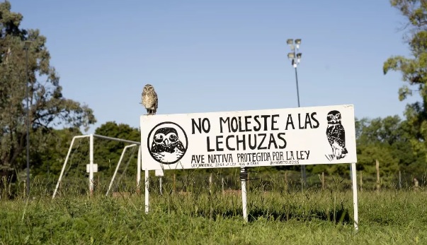 lechuzas parque sarmiento