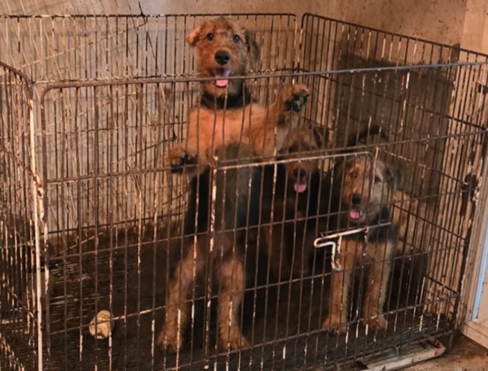 maltratoanimal
