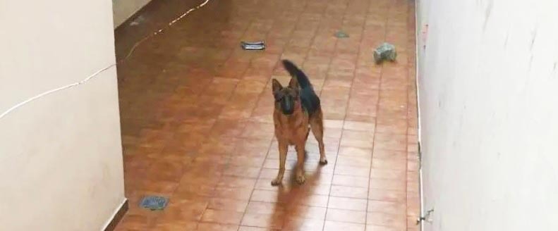 Maltrato animal en Villa Urquiza: Dejan un perro sin alimento desde el inicio de la cuarentena