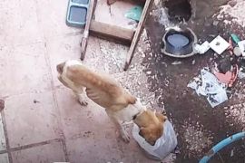 perro maltratado saavedra