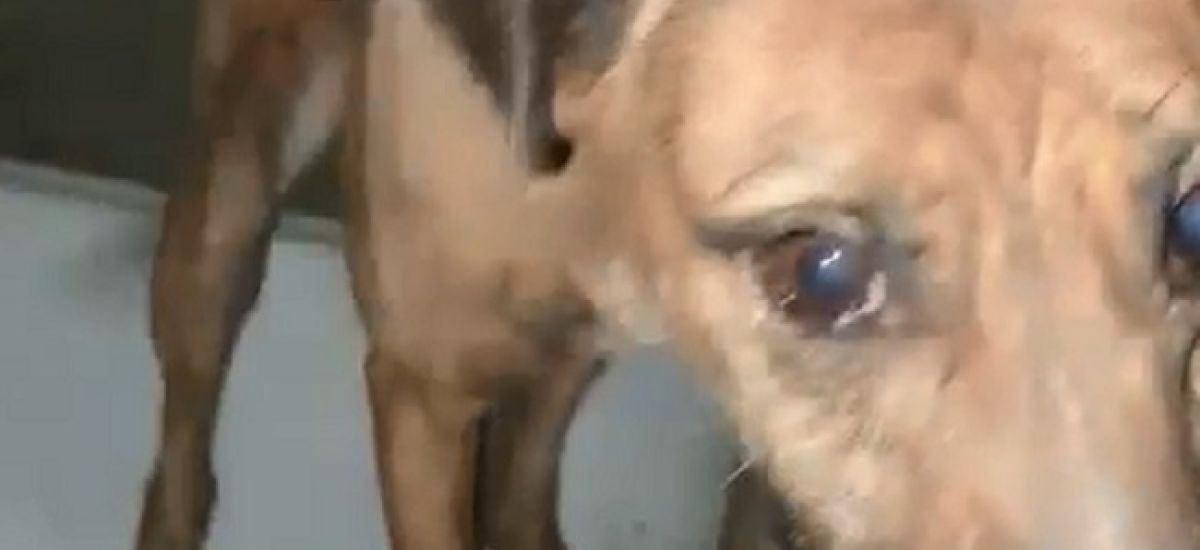 rescatan perro hacinados en el limite con saavedra