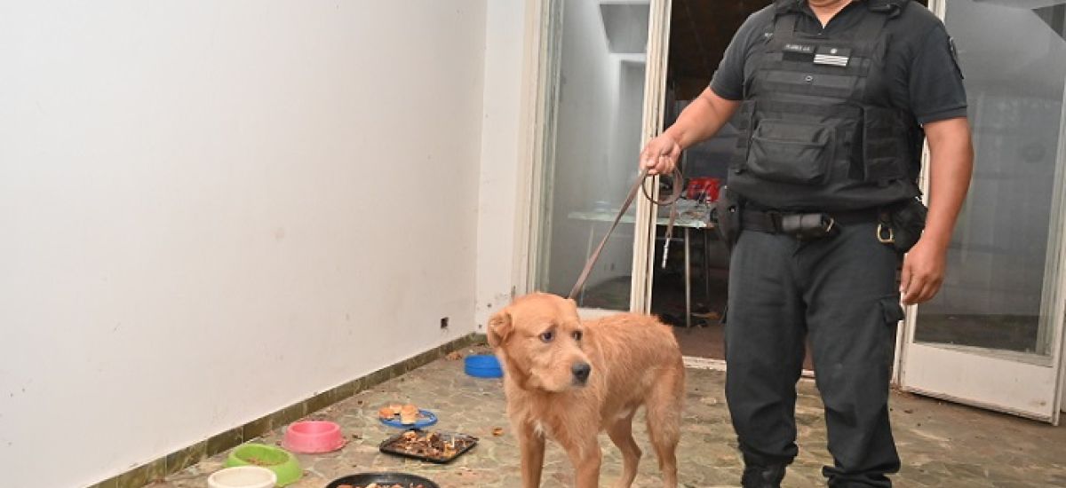perro recuperado