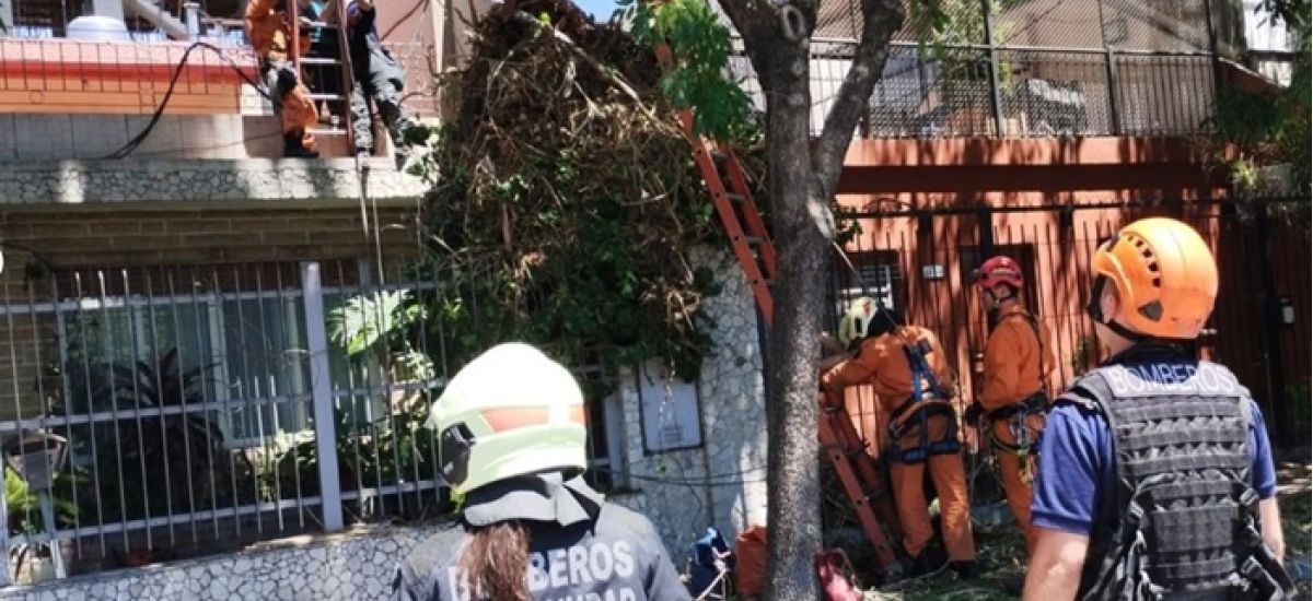 Saavedra: podaba un arbol y murio