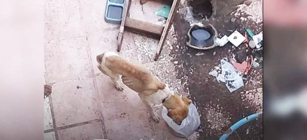 perro maltratado saavedra