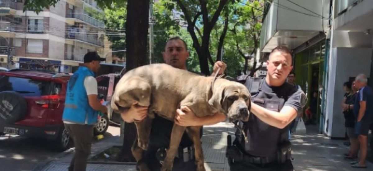 perros rescatados villa urquiza