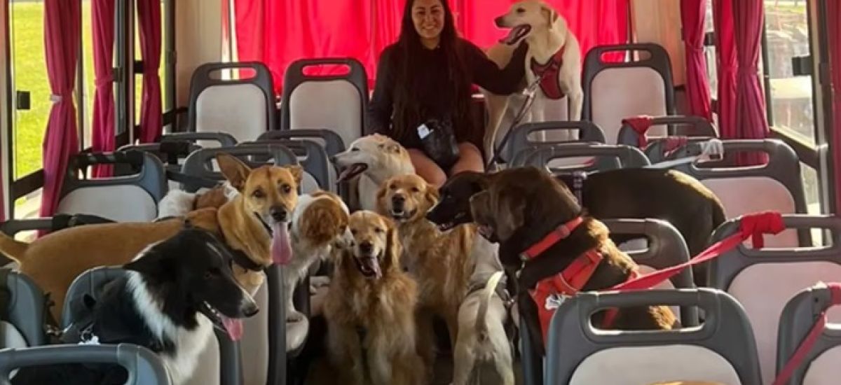campamento perros