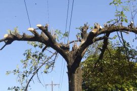 extraccion de arboles