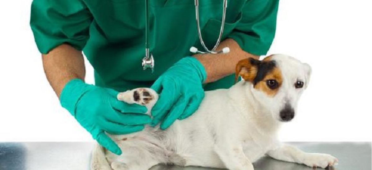 hospital veterinario comuna 12