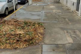 extraccion arbol villa urquiza