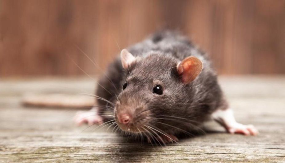 Piden informes por la invasión de roedores en la Ciudad