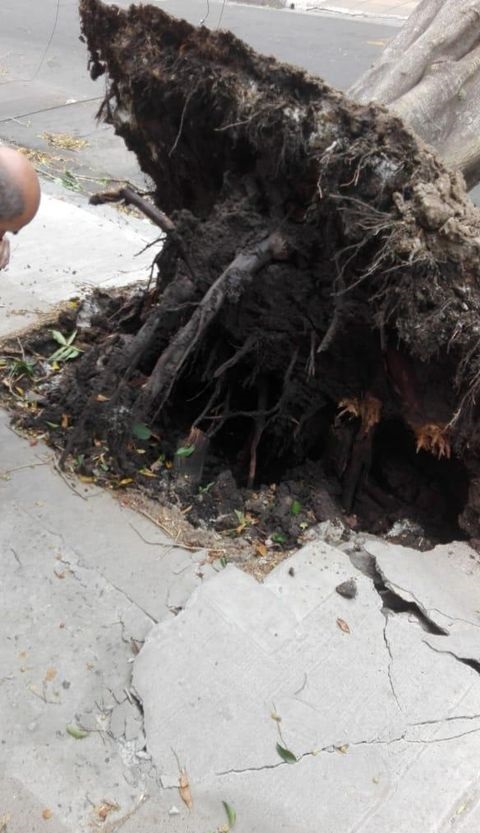 arbol2