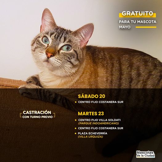 mascotas2305