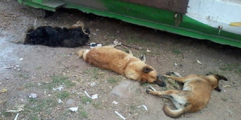 perros envenenados