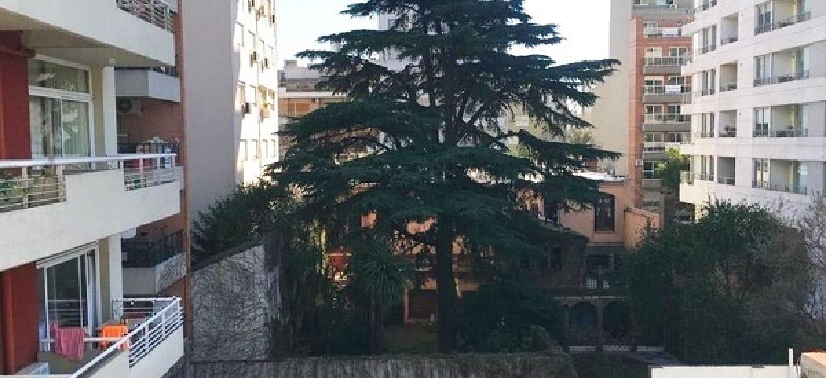 arbol centenario villa urquiza