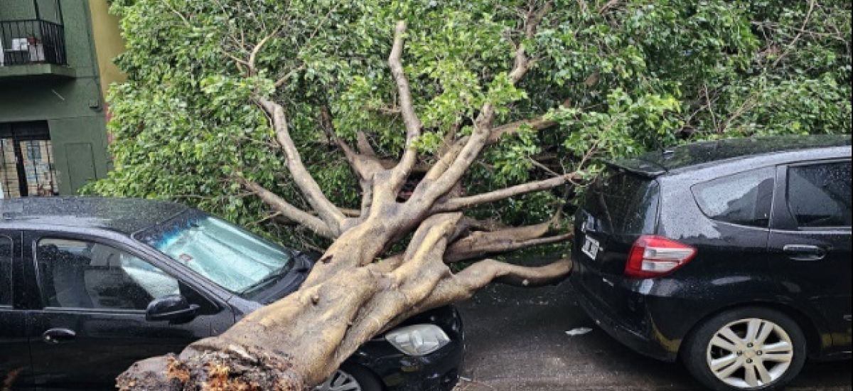 arbol caido