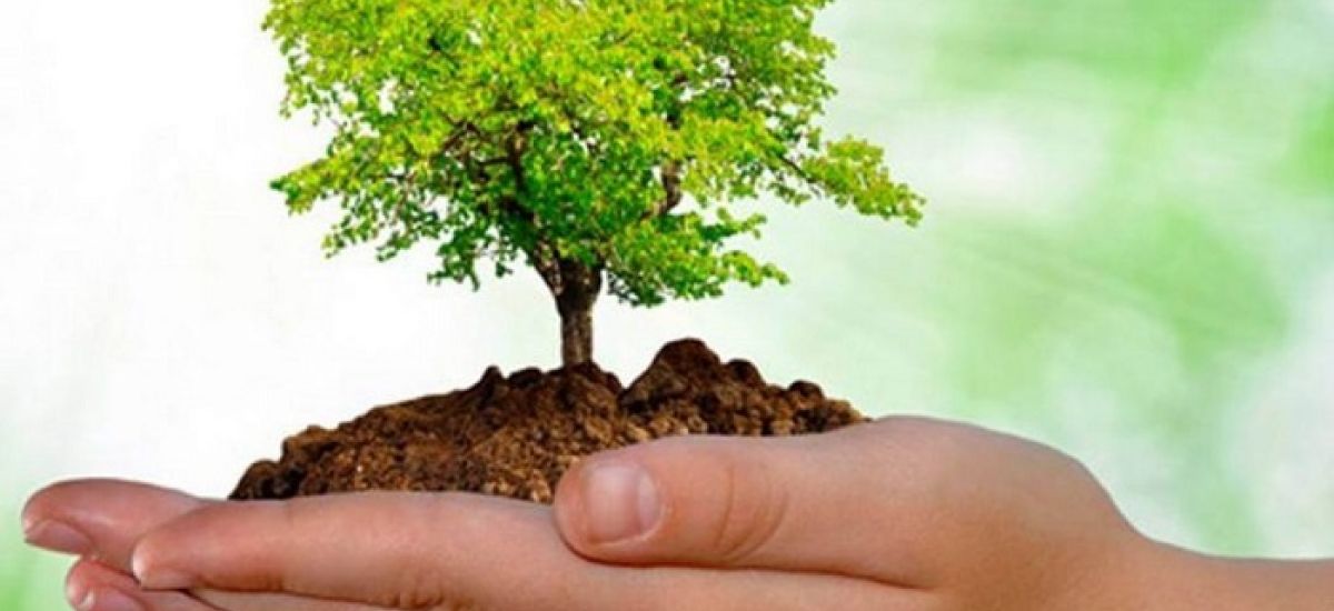 dia del arbol